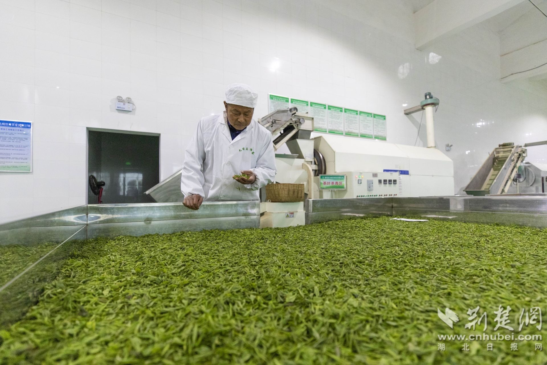 龚万祥在茶厂查看新收进的鲜叶质量。聂爽 摄.jpg.jpg