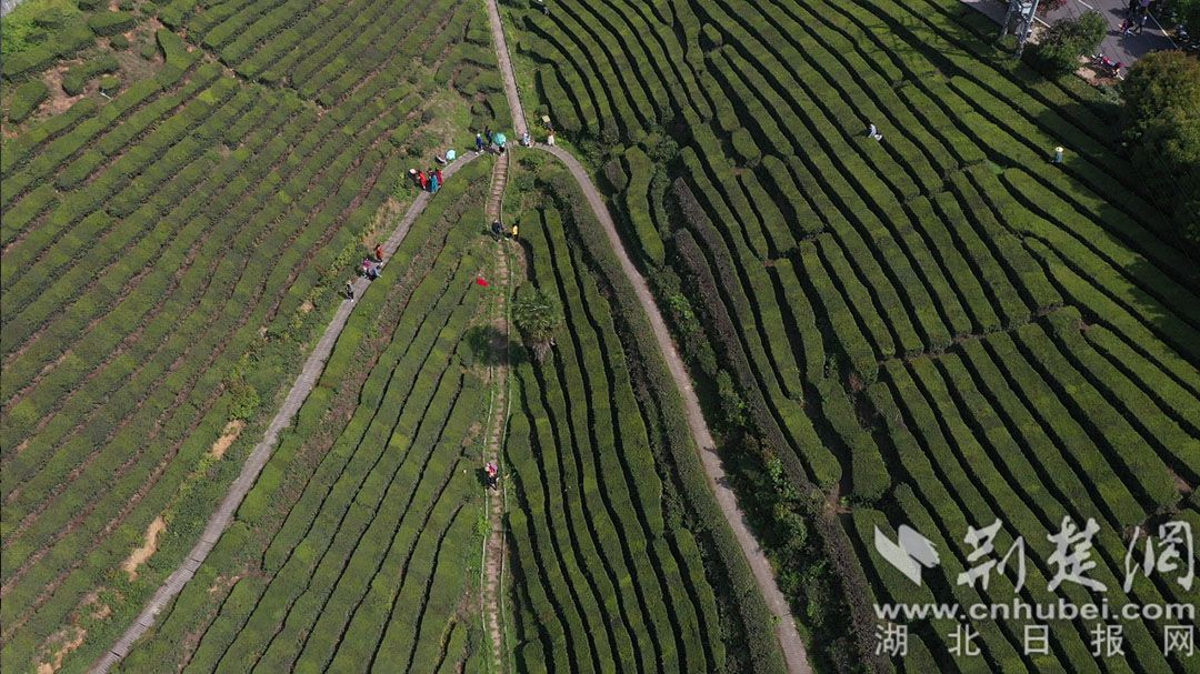 青龙山茶园可体验采茶、DIY炒茶。唐姝亚 摄.jpg.jpg