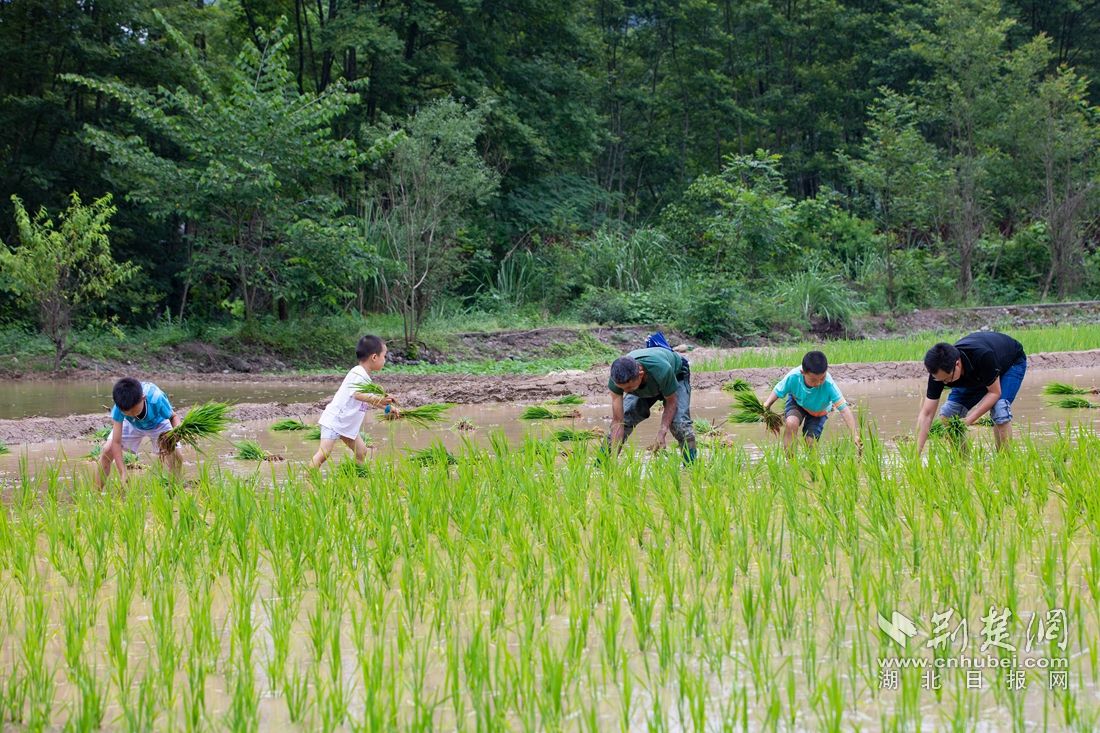 6月11日，在湖北省秭归县九畹溪镇石柱村，游客在当地村民的指导下在田里体验插秧。聂爽 摄 (1)_副本.jpg.jpg
