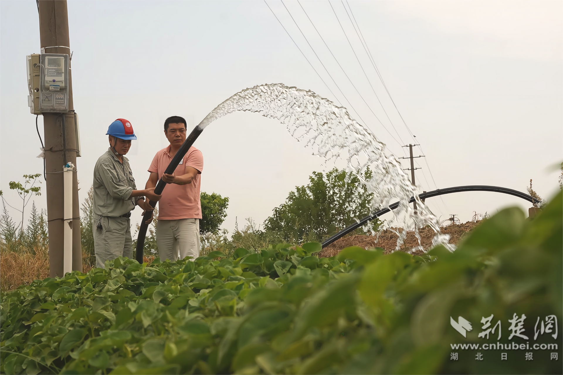 当阳市两河镇抽水灌溉鱼腥草（徐家睿摄）.png.png