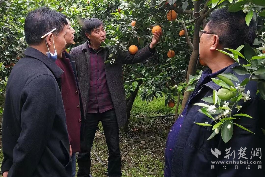 农民柑橘专家高强在指导柑农种植柑橘.jpg.jpg