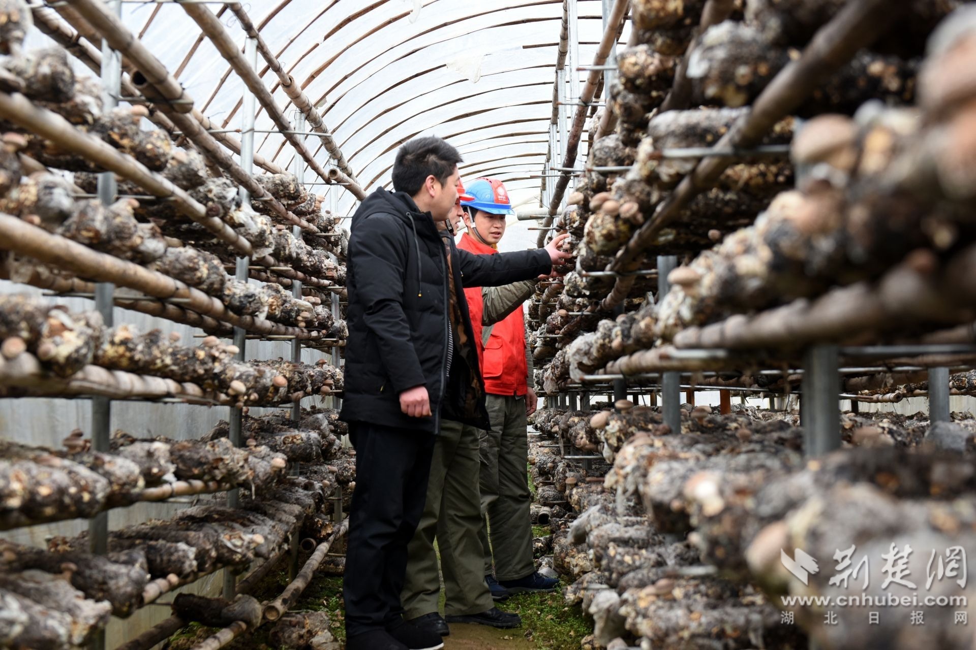 仁和坪供电所党员服务队上门服务蘑菇种植企业.JPG.JPG