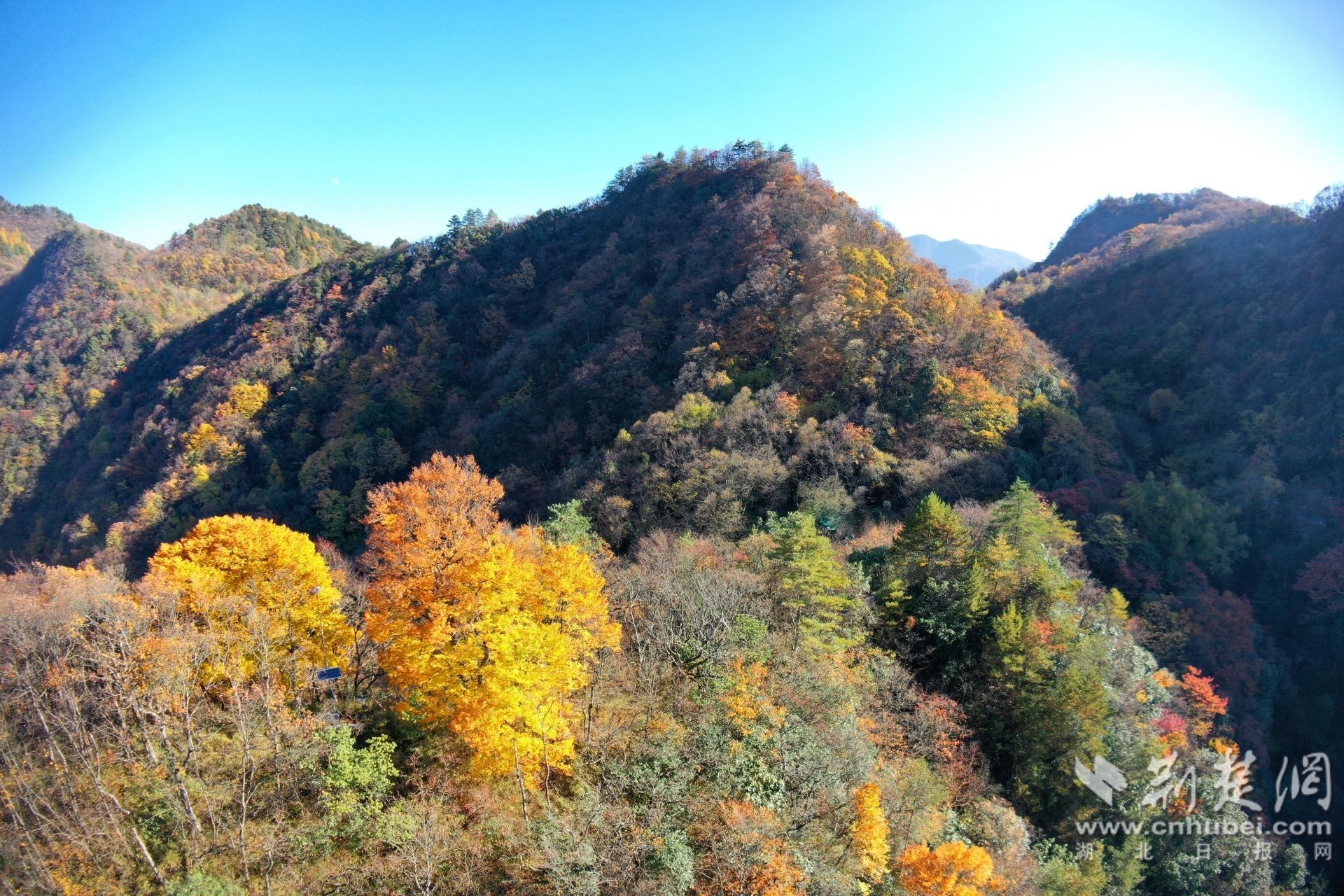 湖北三峡万朝山省级自然保护区：袁选国 (6).JPG.JPG