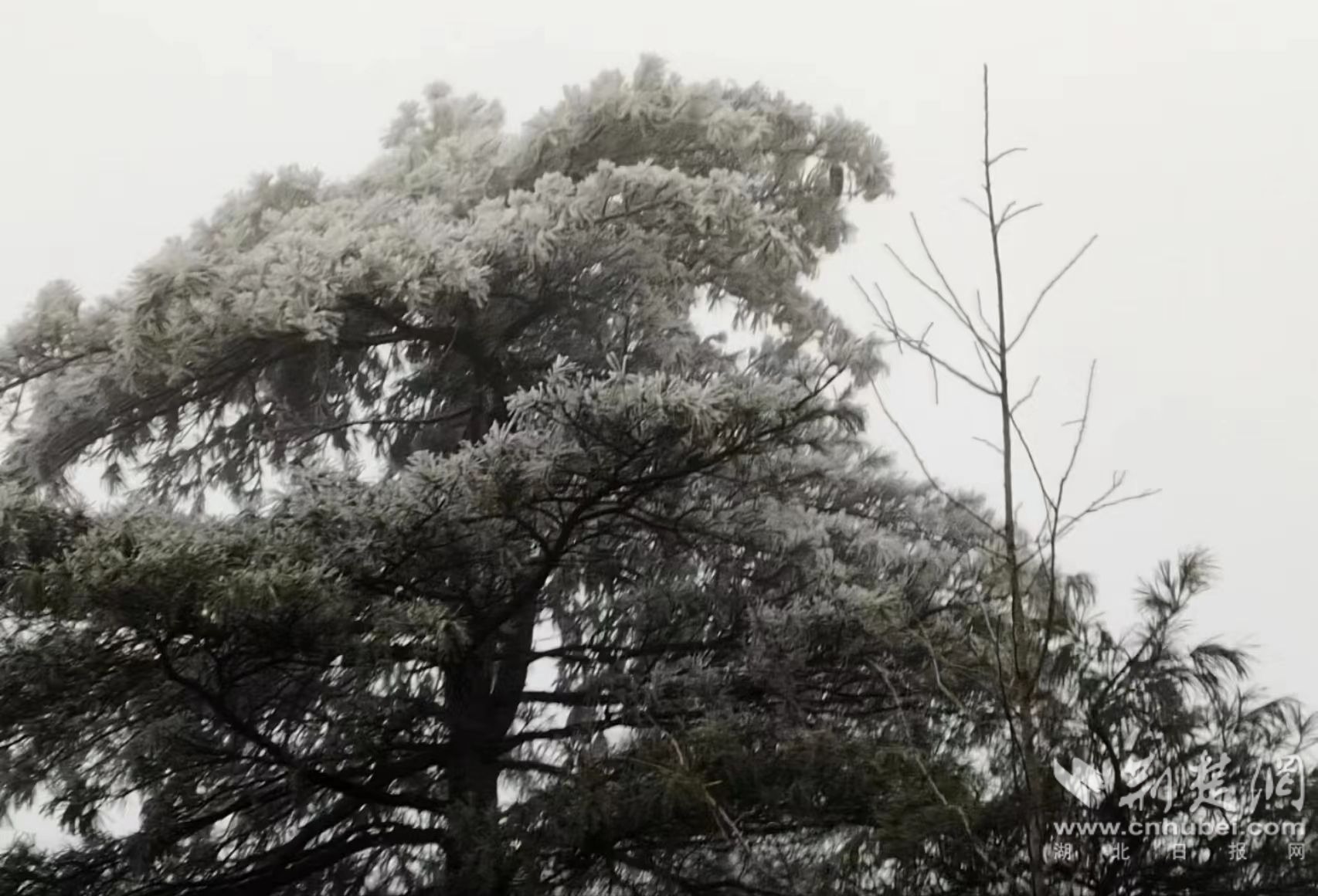 秭归县屈原镇九岭头雪景2.jpg.jpg