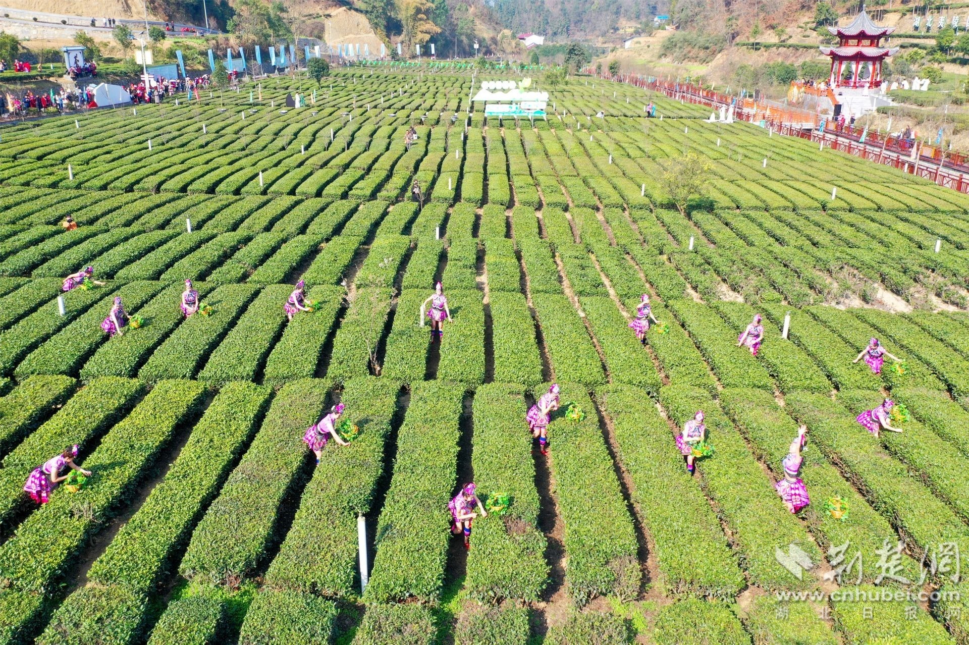 3月4日，“湖北早市茶之乡”太平溪第二届早市茶开园仪式在三峡坝头库首的宜昌市夷陵区太平溪镇“三峡茶谷·落佛茶旅新村”主题公园开幕