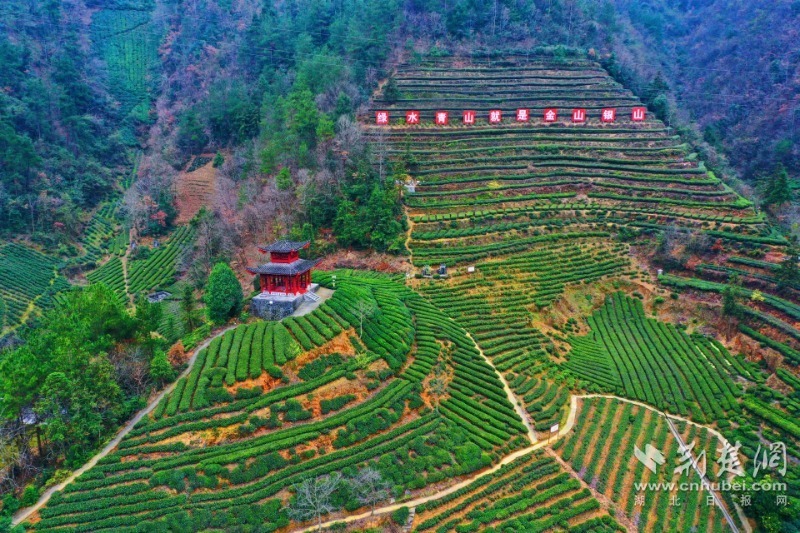 采花乡茶园。（闫京东 摄）.jpg.jpg