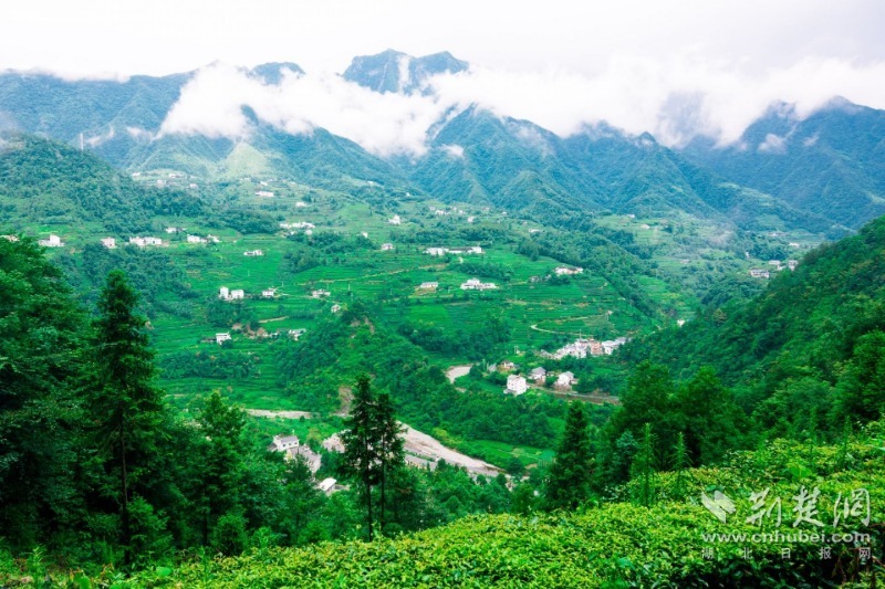 采花乡黄家台村古茶树1。（闫京东 摄）.jpg.jpg