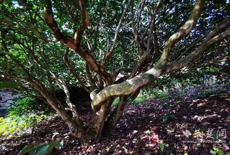 采花乡黄家台村古茶树2。（闫京东 摄）.jpg