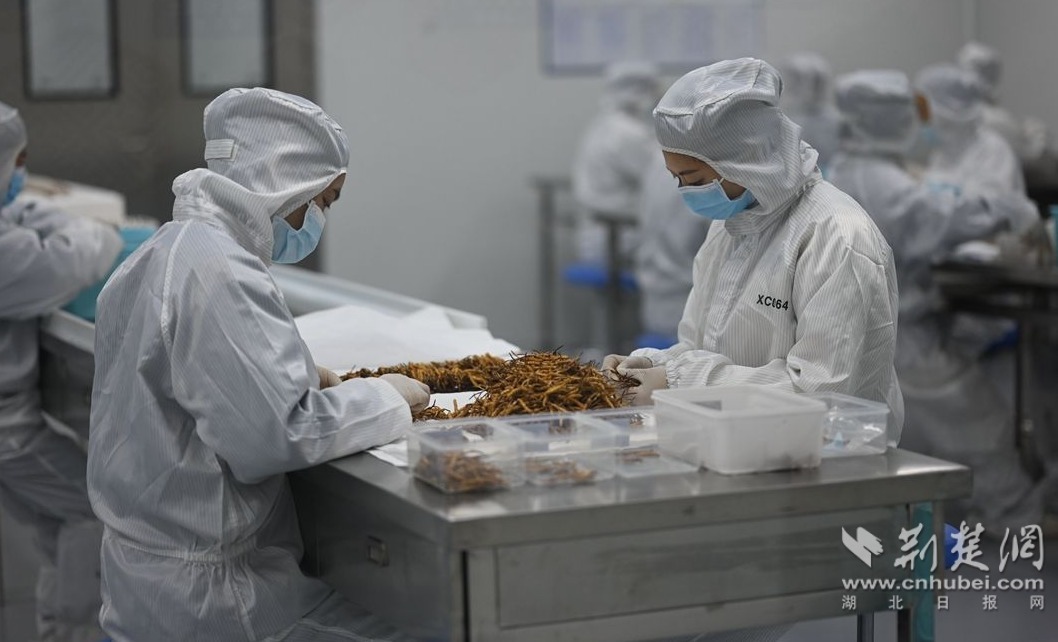 宜都东阳光公司世界首创生态繁育冬虫夏草。徐磊摄 (3)_副本.jpg.jpg