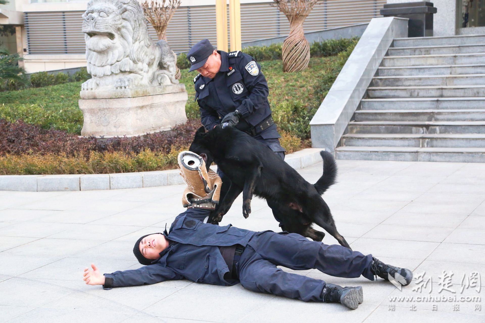 当阳市公安局警犬训导员带领警犬进行扑咬表演.jpg.jpg