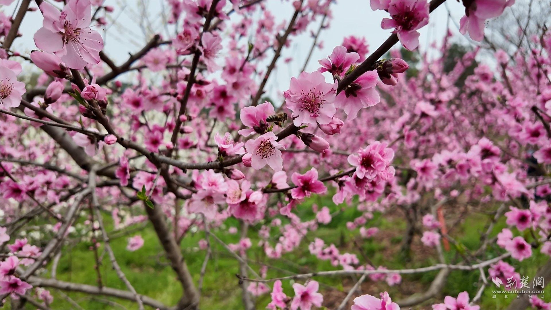 枝江桃花花开正盛。唐姝亚 摄.jpg.jpg