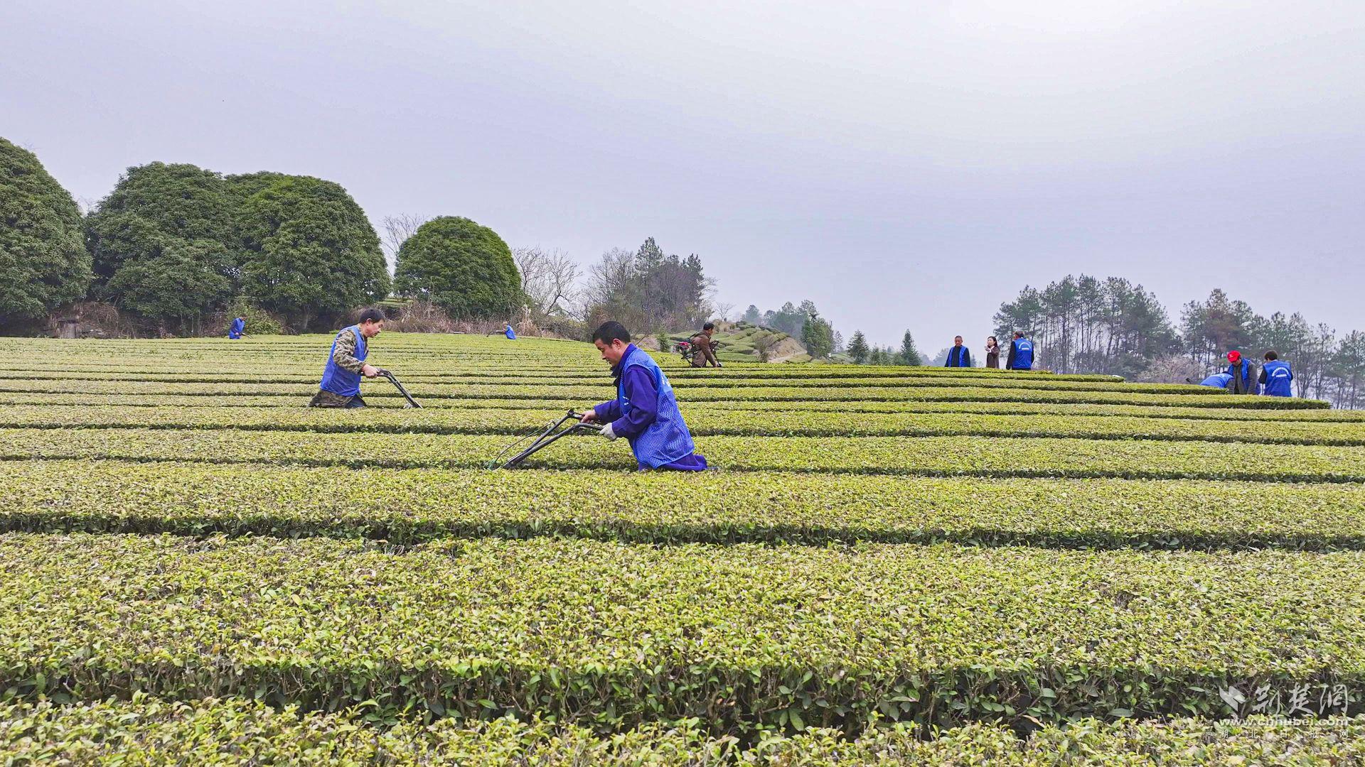 破题起势！宜都千万奖补直达647个乡村振兴示范主体