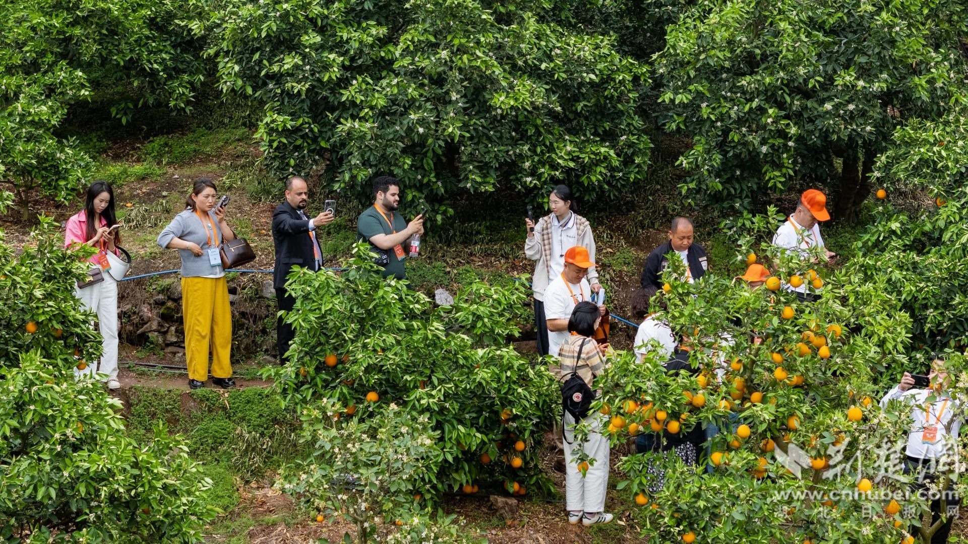 外国客商正在体验橙园采摘(彭强).jpg.jpg
