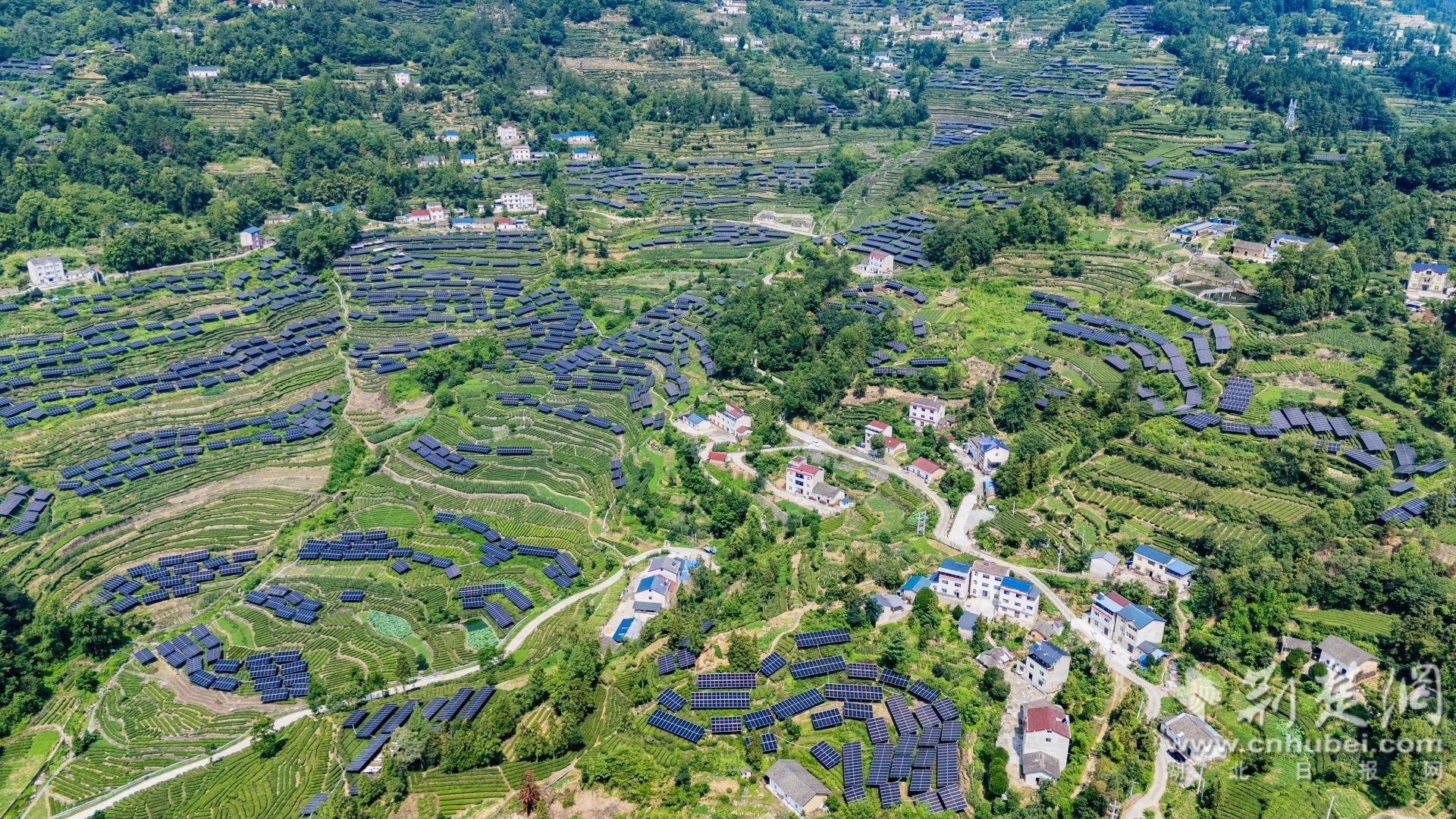2025年6月24日,在湖北省宜昌市秭归县茅坪镇月亮包村,光伏发电设施与茶园、村落相映成景,构成一幅和谐美丽的乡村画卷。彭强摄(