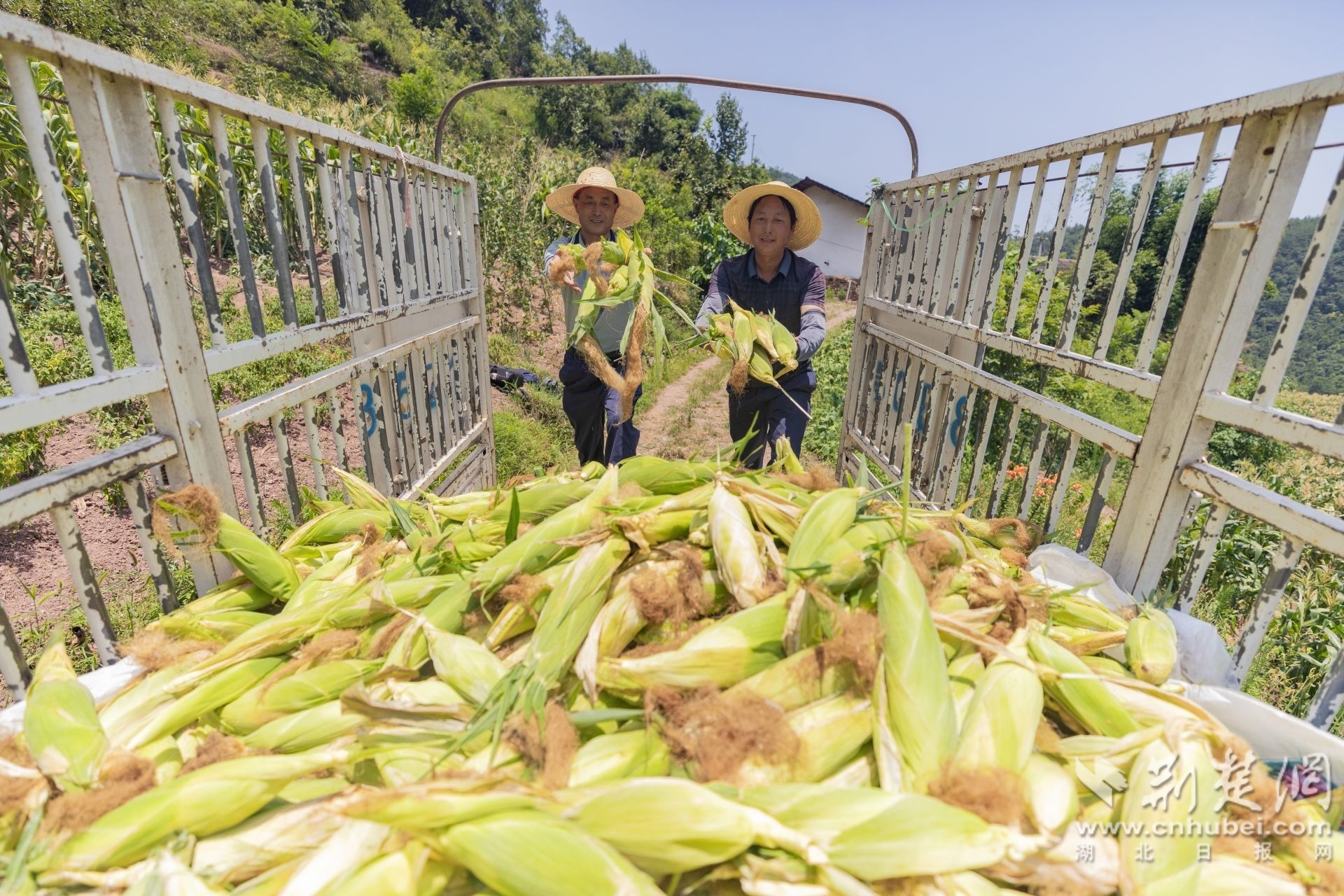 2025年7月16日，在湖北省宜昌市秭归县两河口镇两河村，农民正在转运玉米。.jpg.jpg