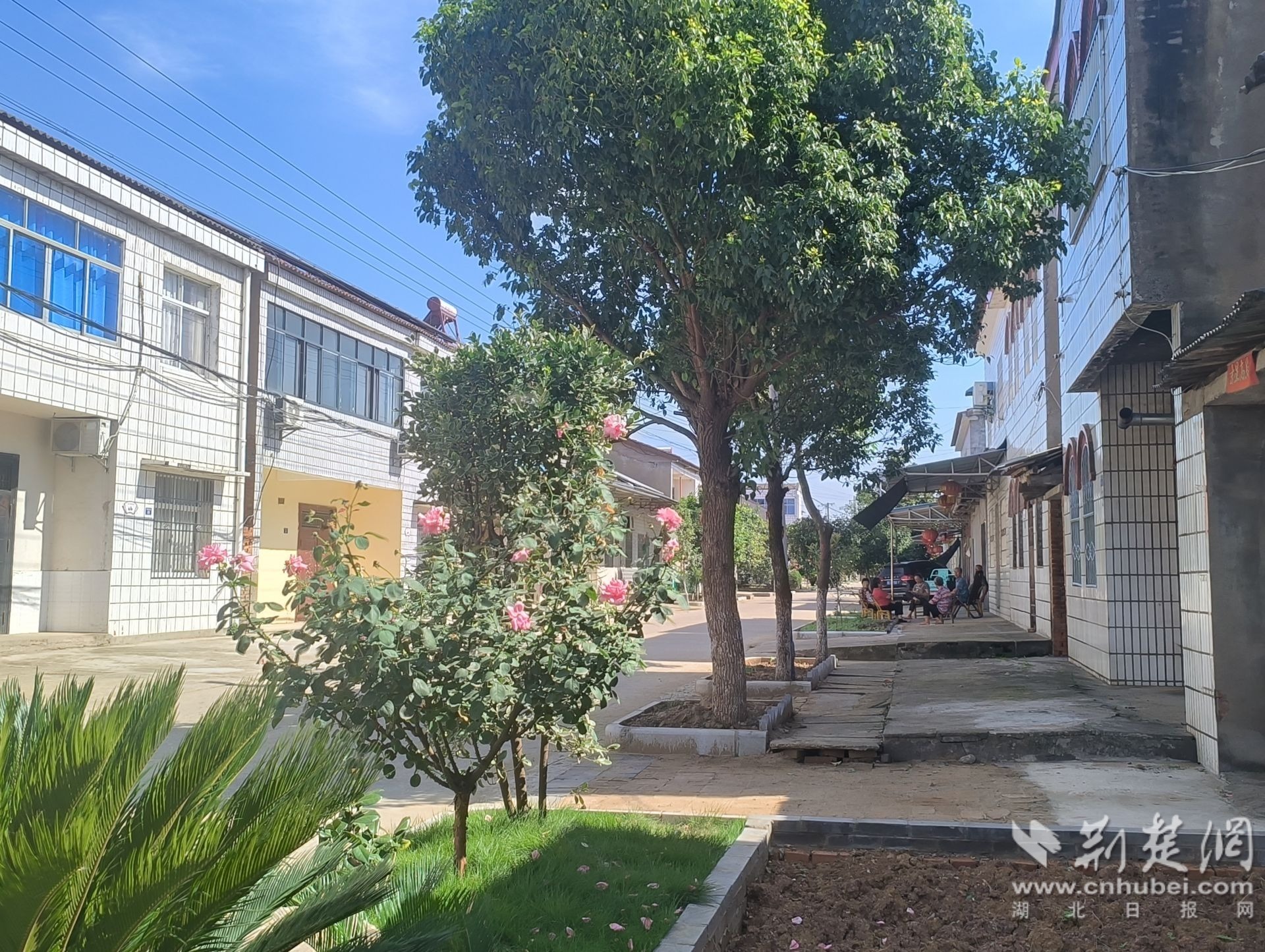 佟湖村五组村民家门口干净整洁 向冰钰摄.jpg.jpg