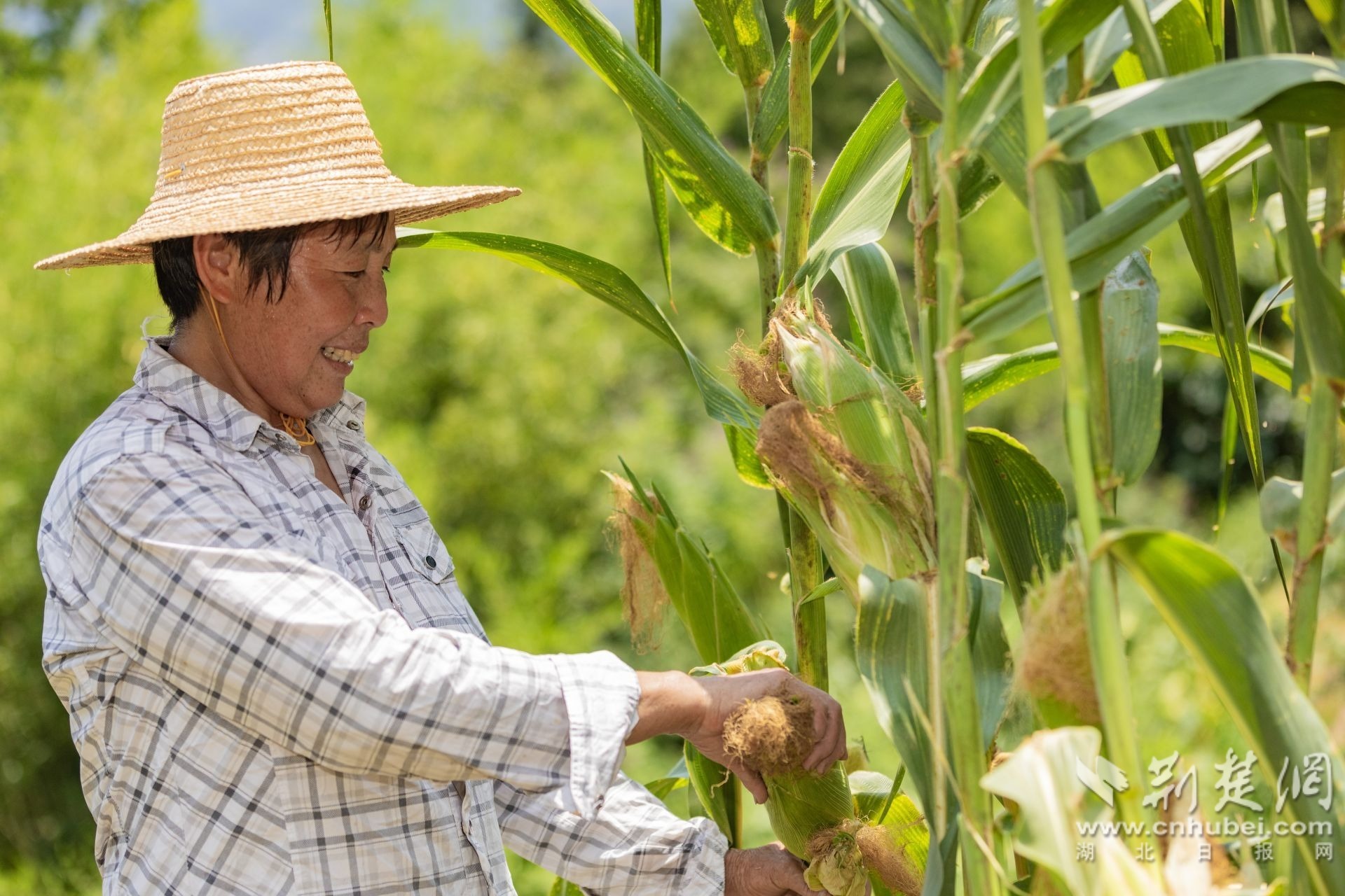 2025年7月16日，在湖北省宜昌市秭归县两河口镇两河村，农民正在收割玉米。 (3).jpg.jpg