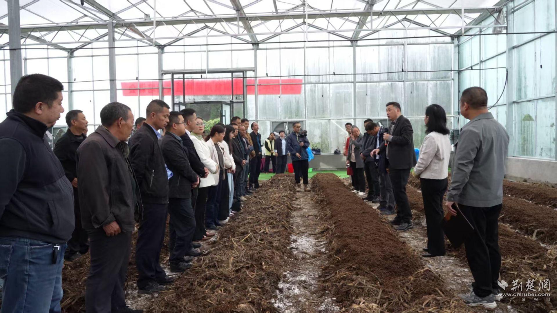 宜都五岩泉镇：专家助力