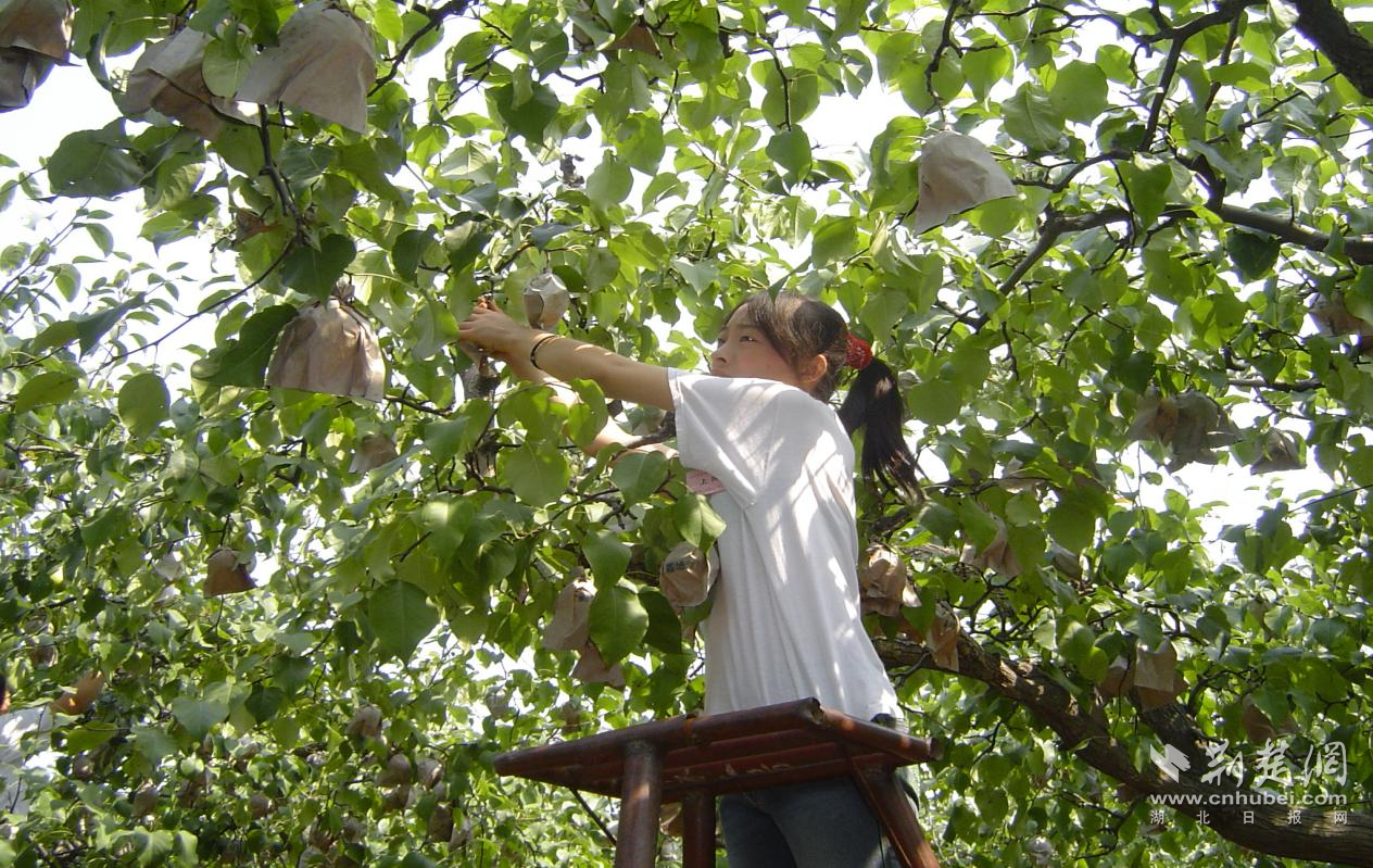 千年“梨变”——梨味锦州：从谏官药箱到亿级