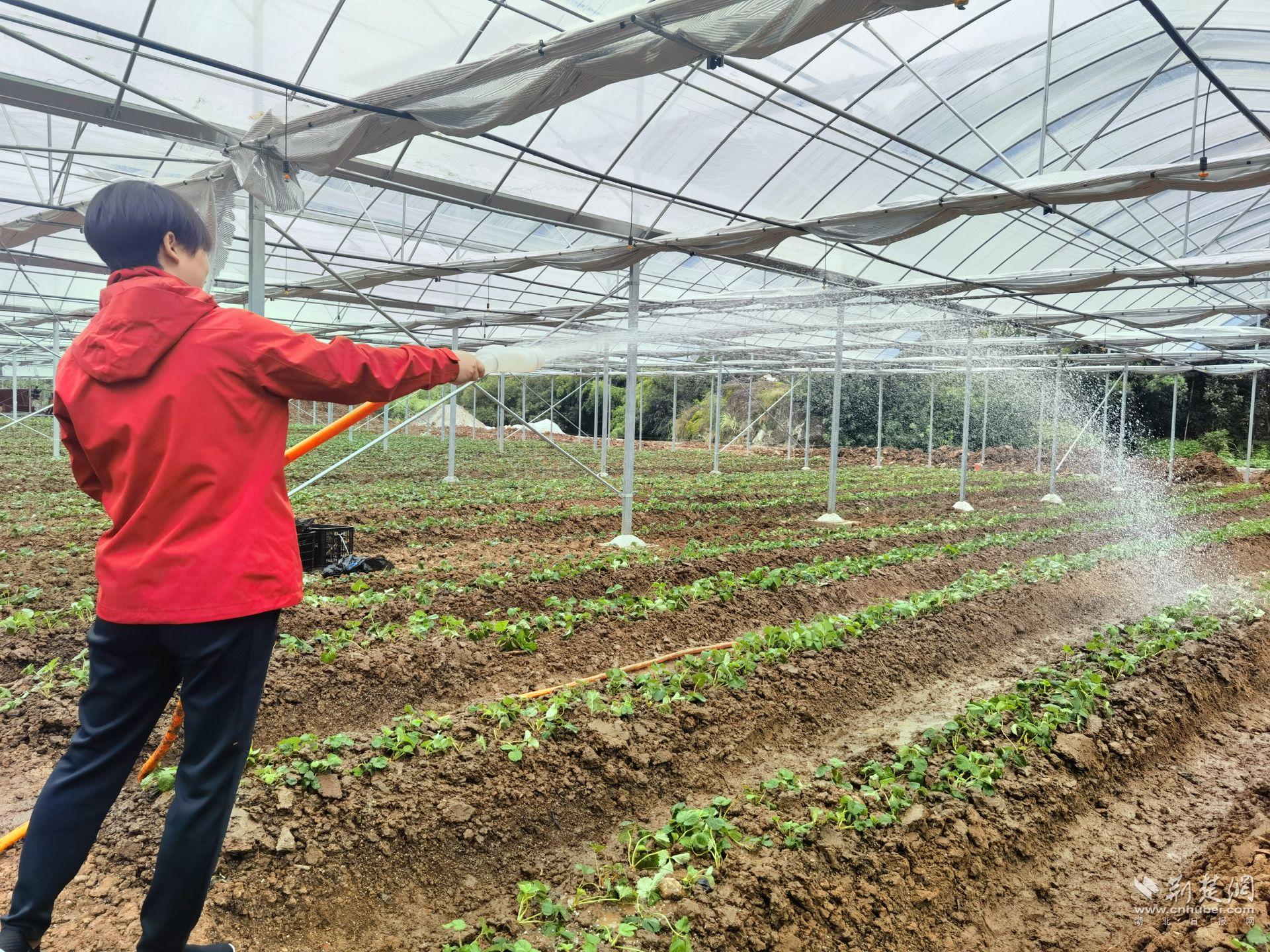 远安县明丰市：新建生态产业园，种植连续“浆