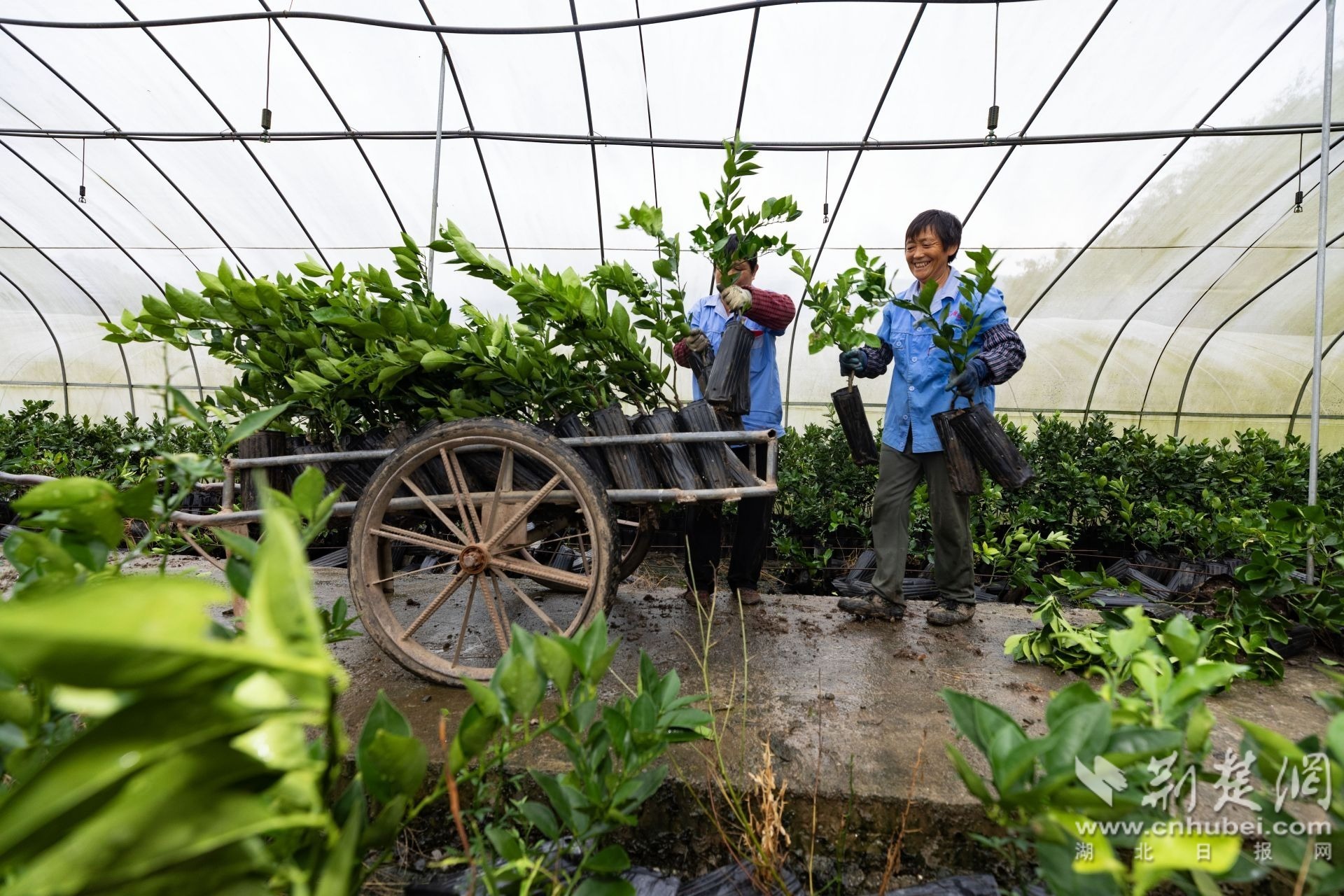 工人正在柑橘苗木培育大棚内搬运苗木.jpg.jpg