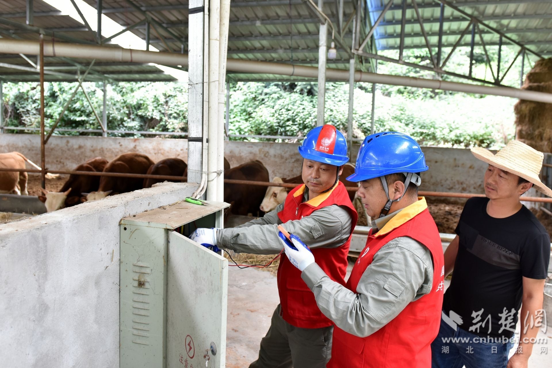 国网五峰县供电公司党员服务队员对湖北省五峰土家族自治县渔洋关镇三板桥村肉牛养殖厂进行安全用电检查（张圣龙 摄）.JPG.JPG
