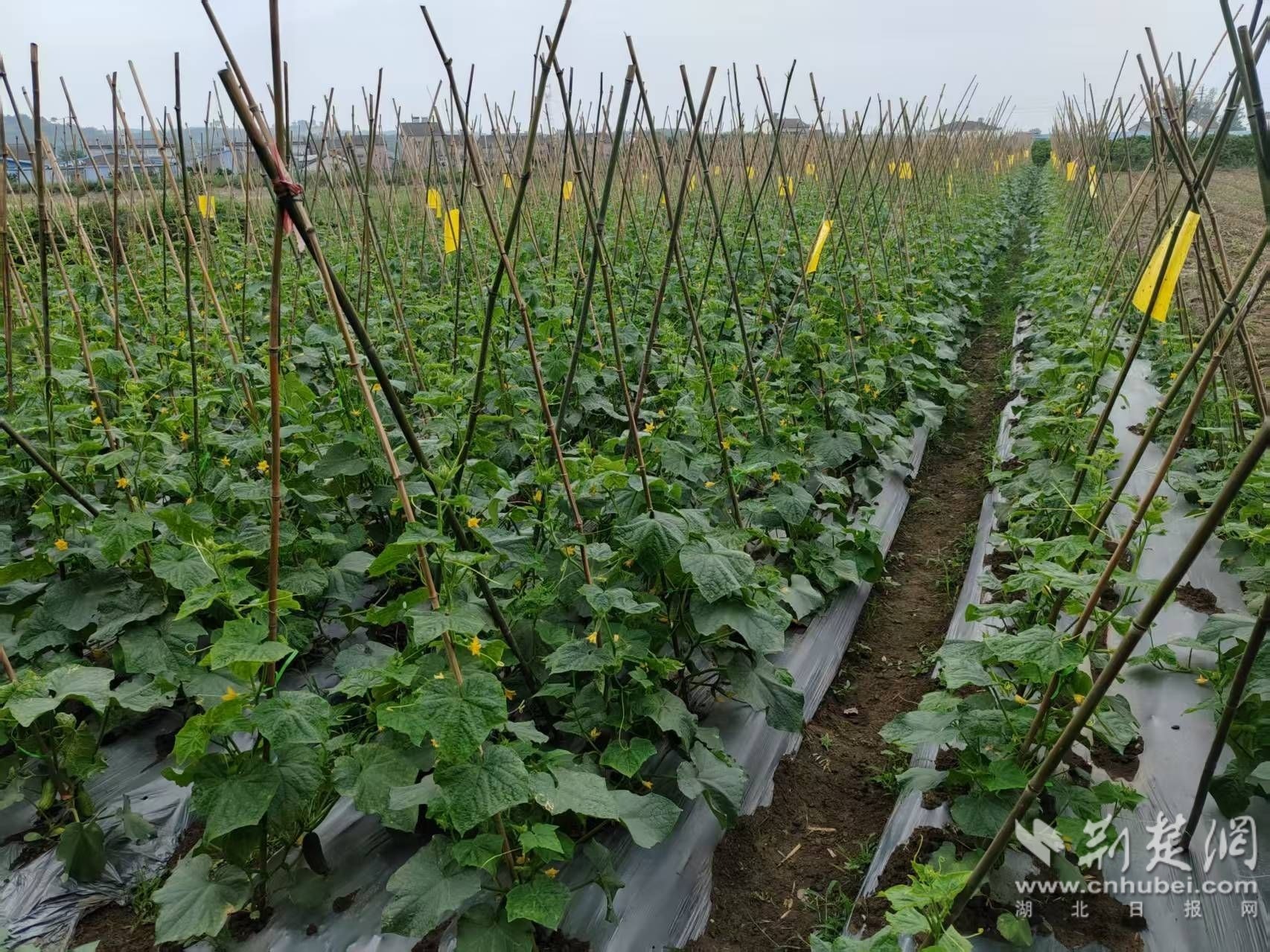 蔡家嘴村整齐划一的黄瓜地。通讯员供图.jpg.jpg