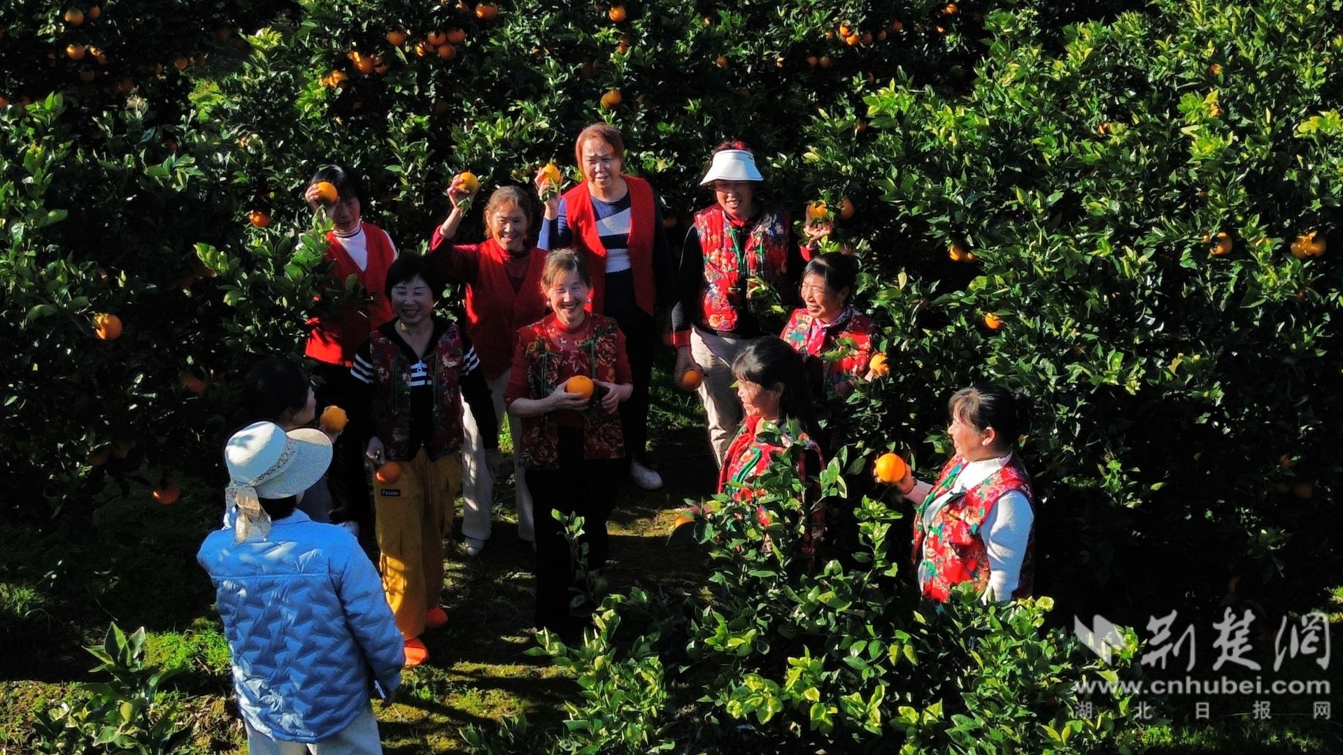 宜昌市秭归县两河口镇土珠庙村,“银发舞团”在橙园里拍摄短视频。 邓爽 摄.jpg.jpg