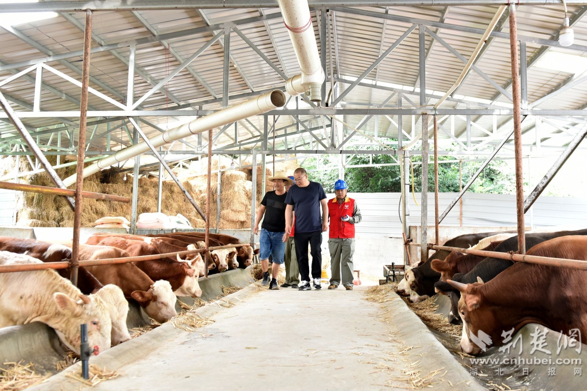 国网五峰县供电公司党员服务队员到湖北省五峰土家族自治县渔洋关镇三板桥村肉牛养殖厂了解用电情况（张圣龙 摄）.JPG.JPG