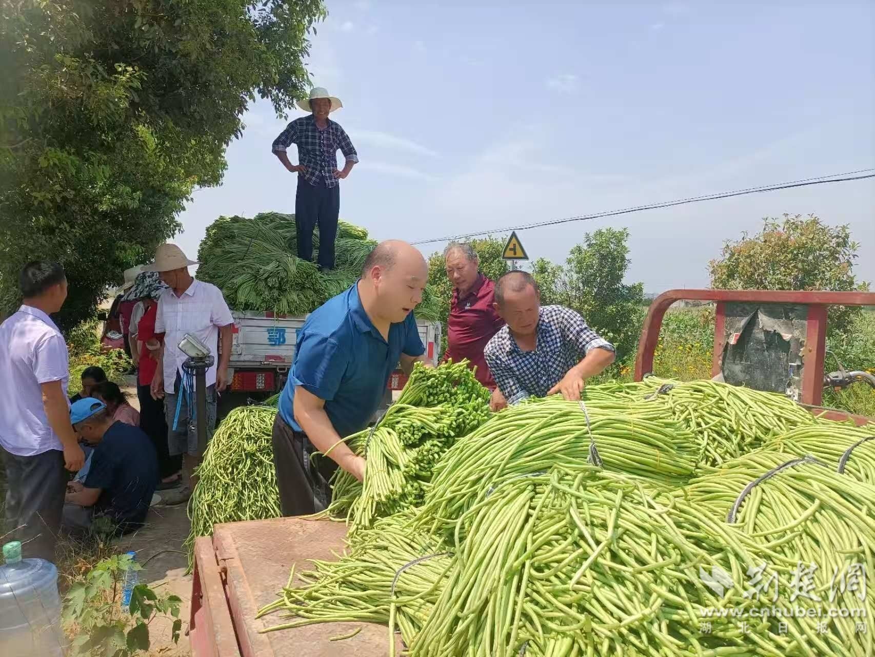 豇豆丰收期，董犟（右三）与村民们一同采收。通讯员供图.jpg.jpg