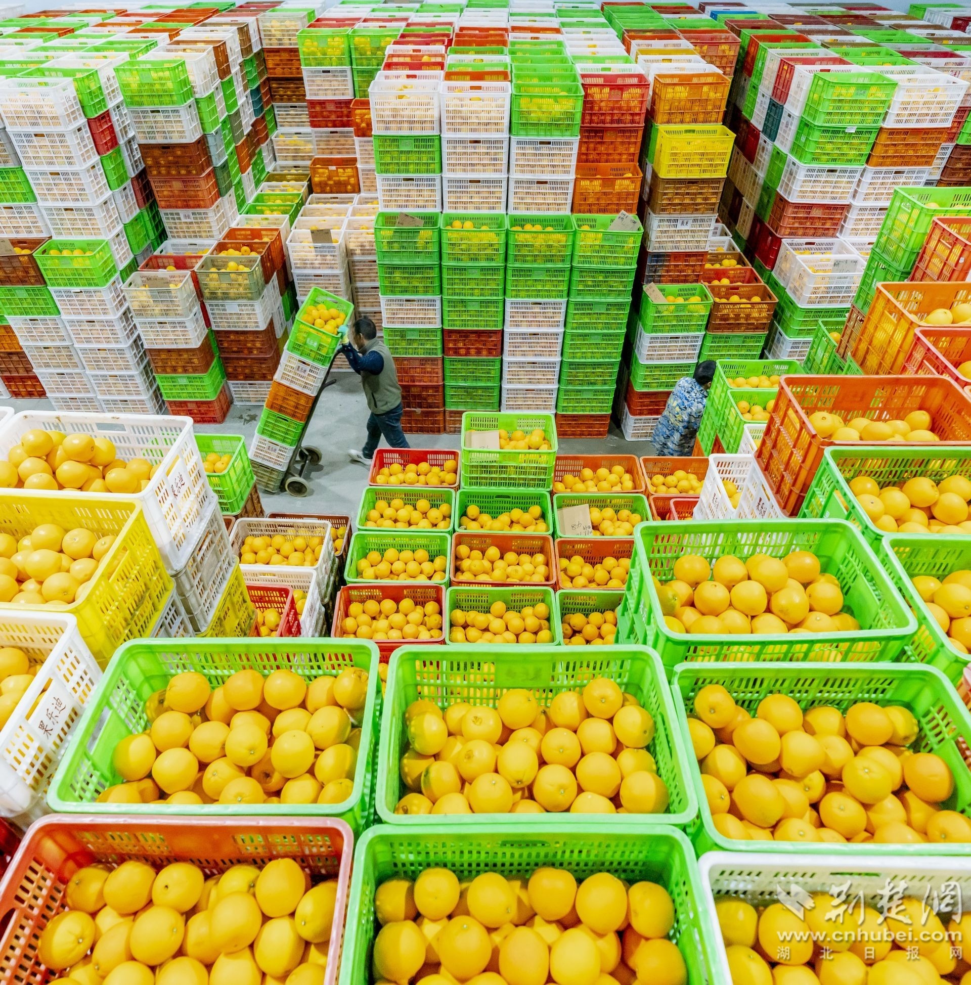 果乐迪工作人员转运仓库内脐橙  周仕伟 摄 (7).JPG.JPG