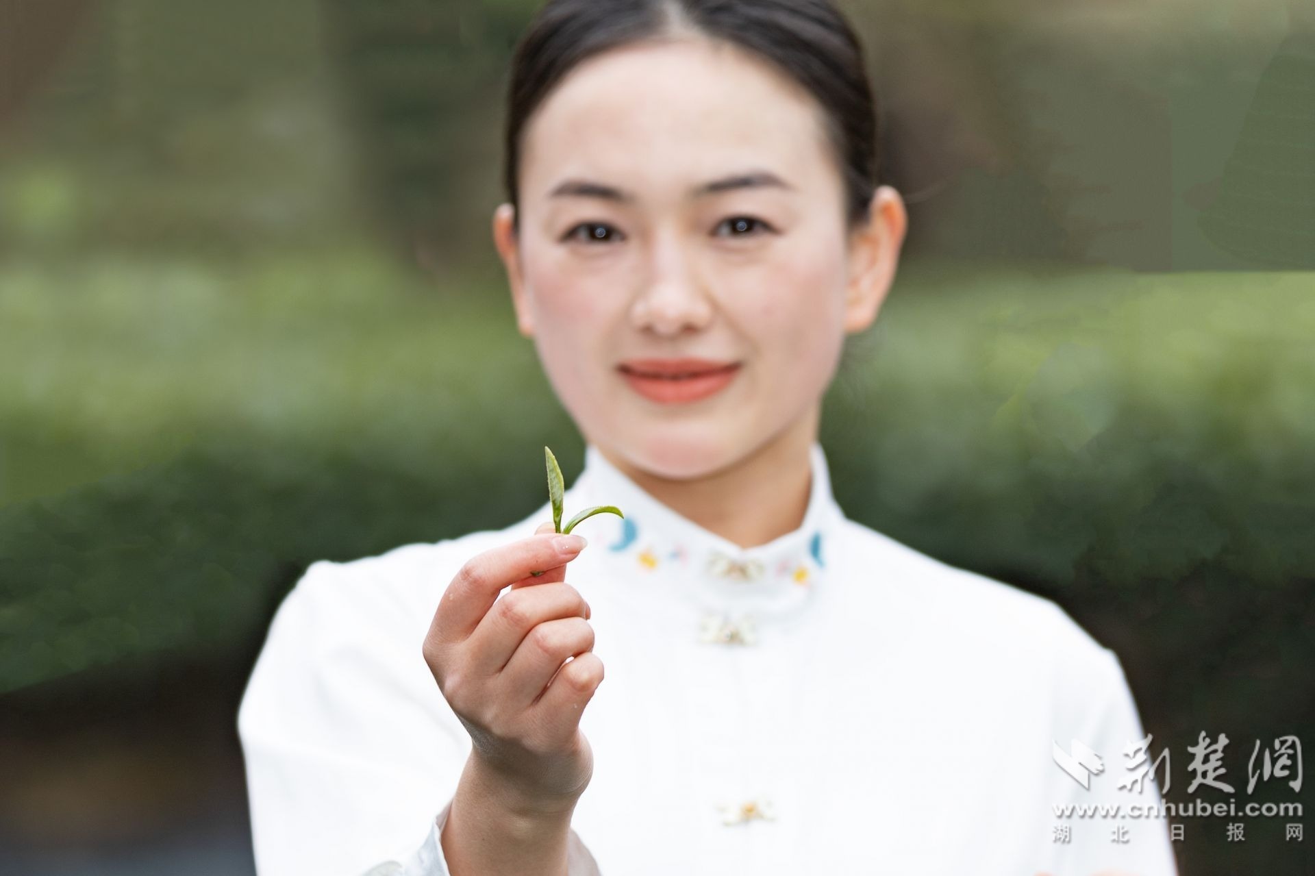 2026年2月27日，在湖北省宜昌市秭归县茅坪镇中坝子村，采茶女们正在采摘春茶。彭强摄 (3).jpg.jpg