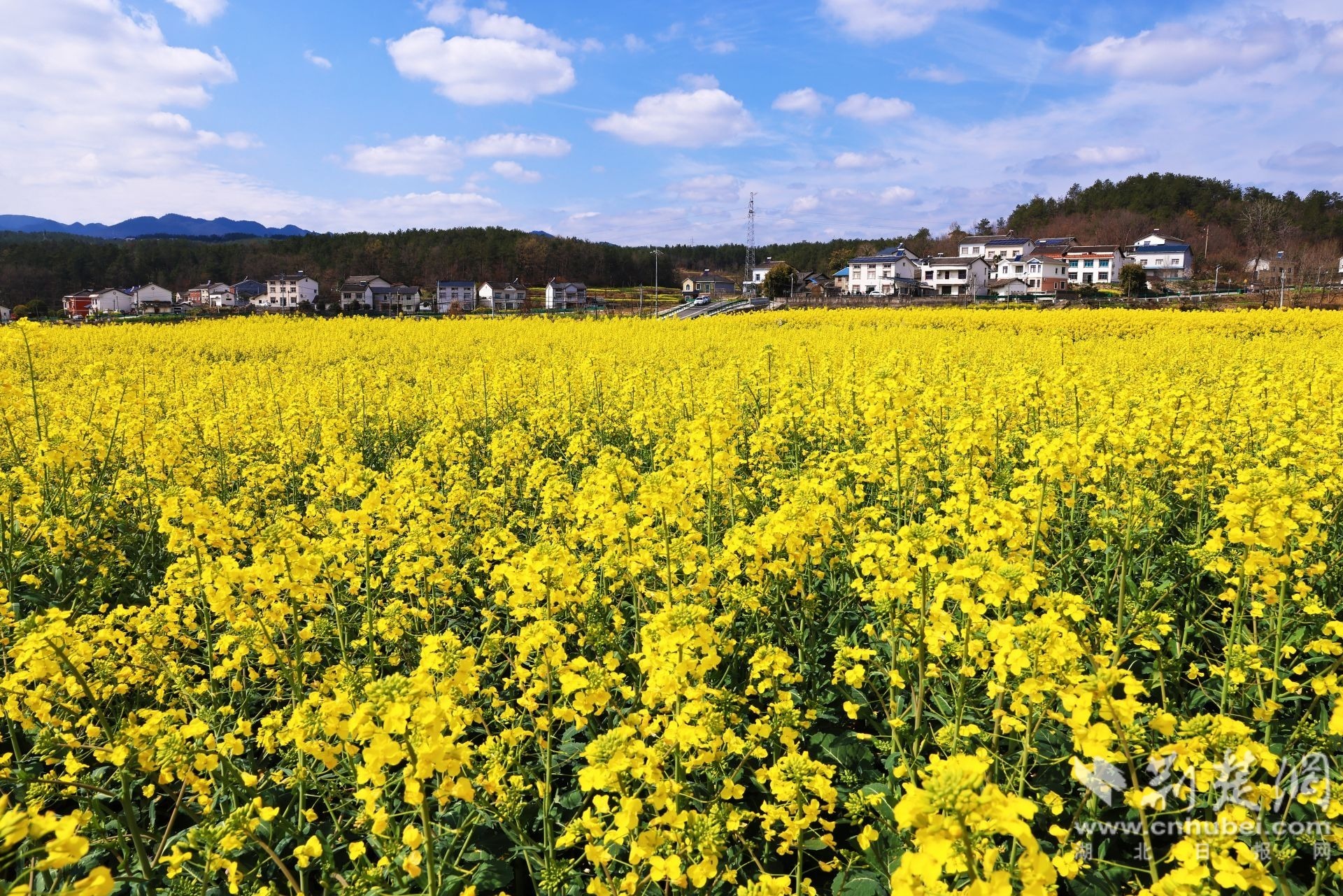 湖北最美油菜花海正值踏春好时节。李明摄影266A3089 (1).JPG.JPG