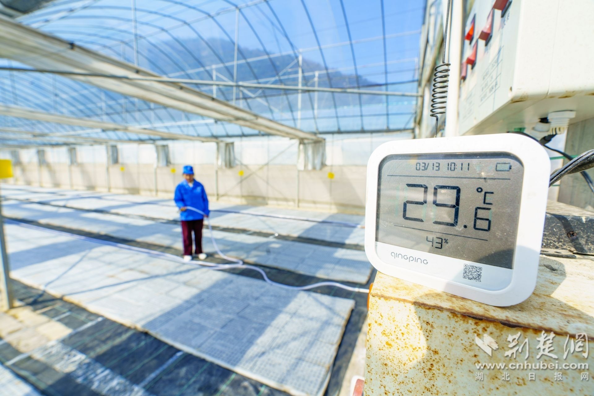 2026年3月13日，湖北省宜昌市秭归县磨坪乡磨坪村烟叶育苗大棚，智能联网设备实时监测大棚温湿度。 周仕伟 摄.JPG.JPG