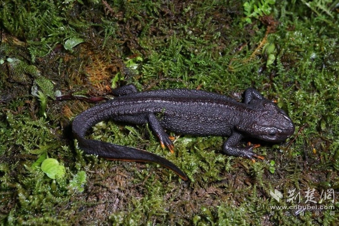 图1 五峰疣螈(王斌 摄).jpg.jpg
