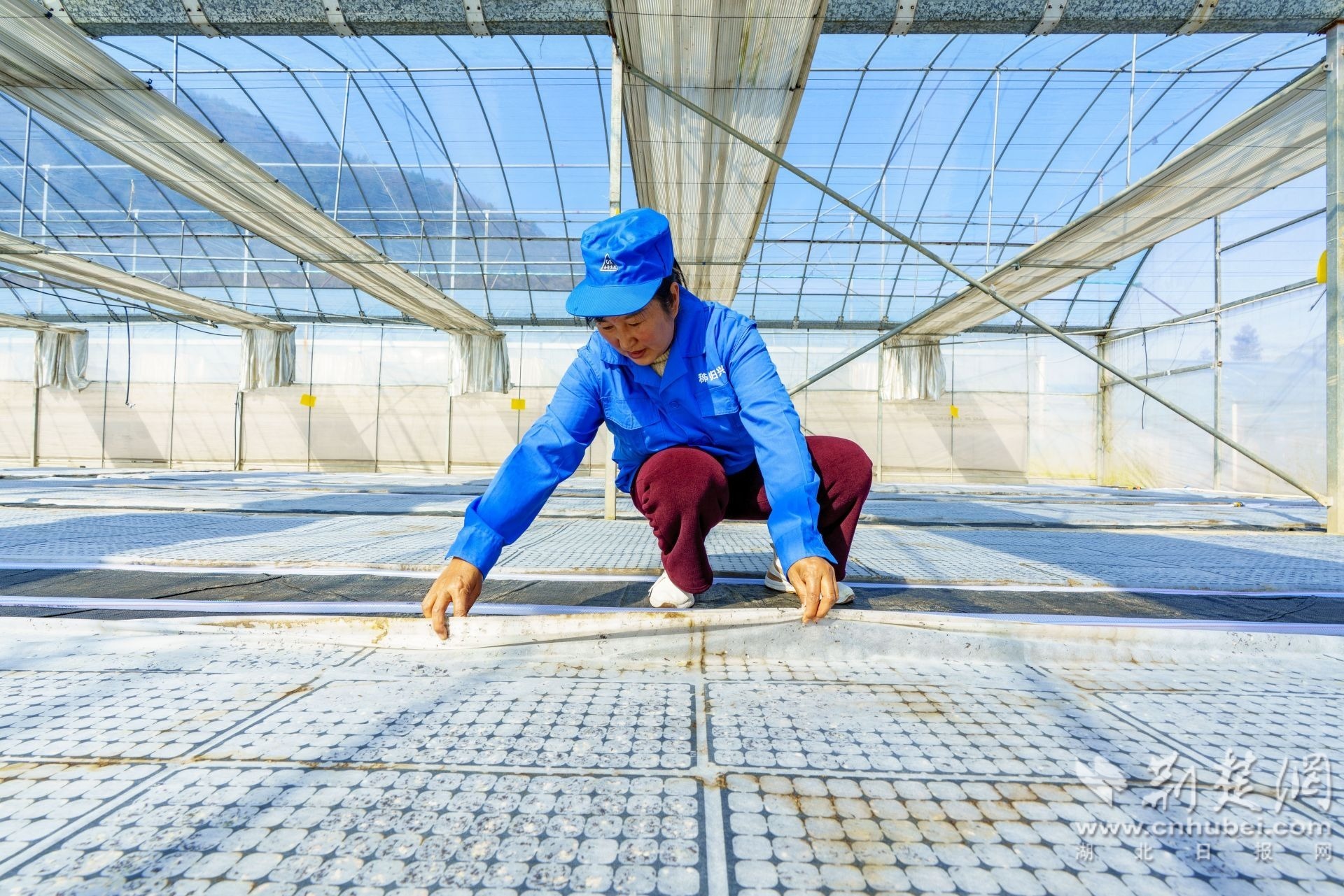 2026年3月13日，湖北省宜昌市秭归县磨坪乡磨坪村烟叶育苗大棚，工作人员检查烟苗生长情况。 周仕伟 摄 (2).JPG.JPG