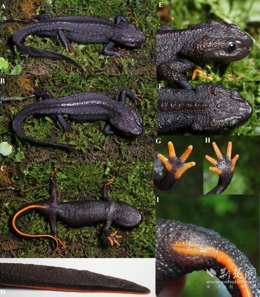 五峰疣螈活体照(引自《动物系统学与进化》2026年1月刊).jpg.jpg