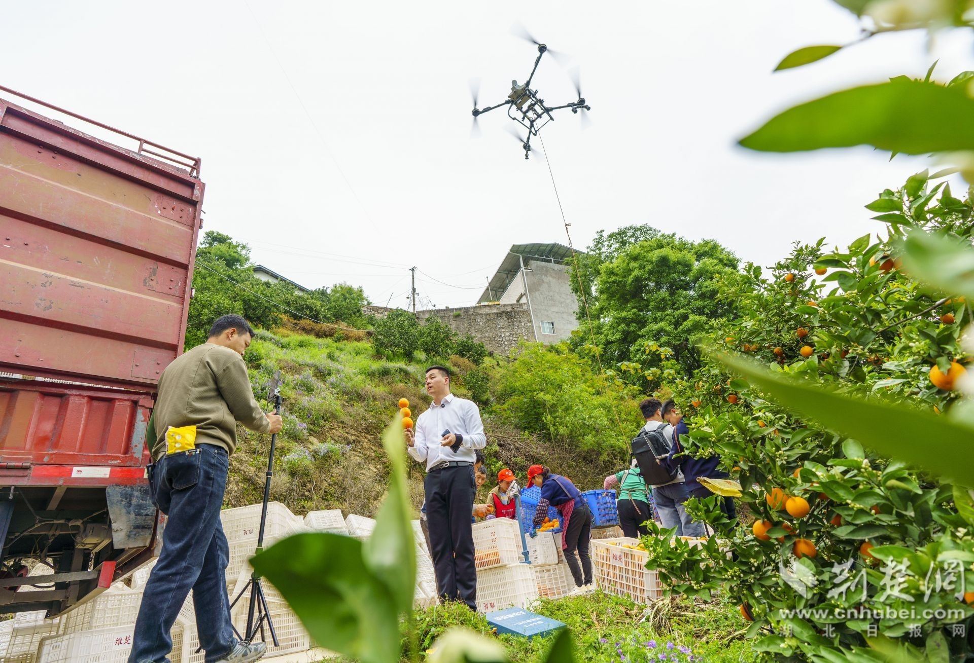 4月26日，秭归县沙镇溪镇千将坪村，外地主播在秭归直播销售秭归脐橙。 周仕伟 摄.JPG.JPG