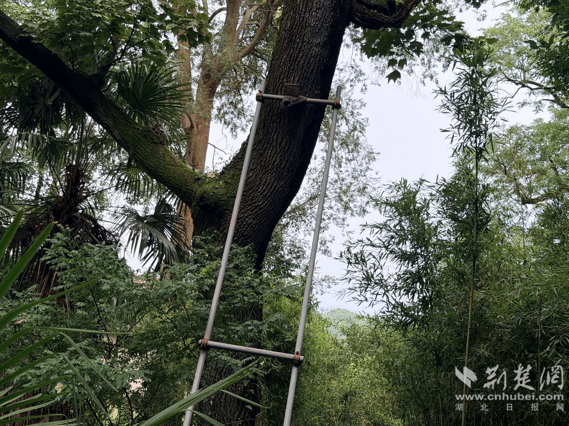 古树保护支撑.jpg.jpg