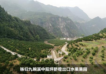 十大最美桔园评选