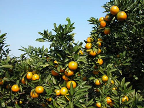 夷陵名品--晓曦红柑桔 - 夷陵名品 - 荆楚网宜昌