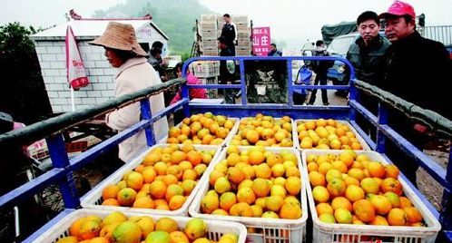 宜昌柑橘销售今年为何特别红 - 民生经济 - 荆