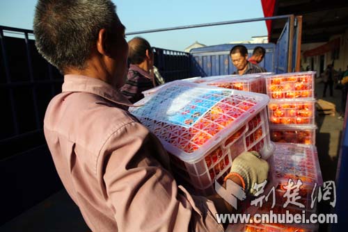 宜昌市柑橘产量将达258.8万吨价格后期将走高