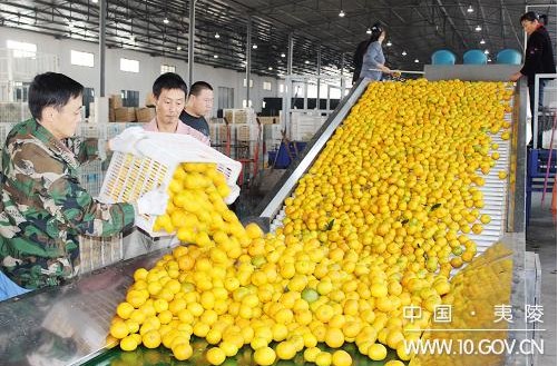 鸦鹊岭人口_夷陵区鸦鹊岭镇的工作人员对U型渠建设情况进行介绍-夷陵 节水从