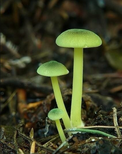 蘑菇要不要泡水 20140414114207954.png