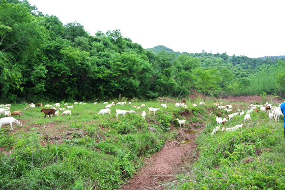 远安茅坪场镇因地制宜大力发展山区生态养殖 