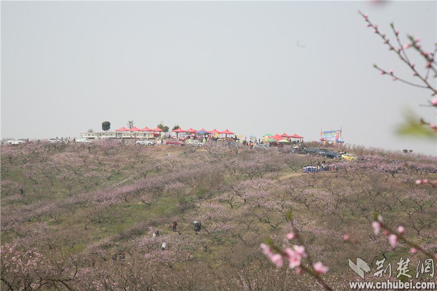 三峡枝江桃花艺术节3月13日开幕 - 焦点图 - 荆