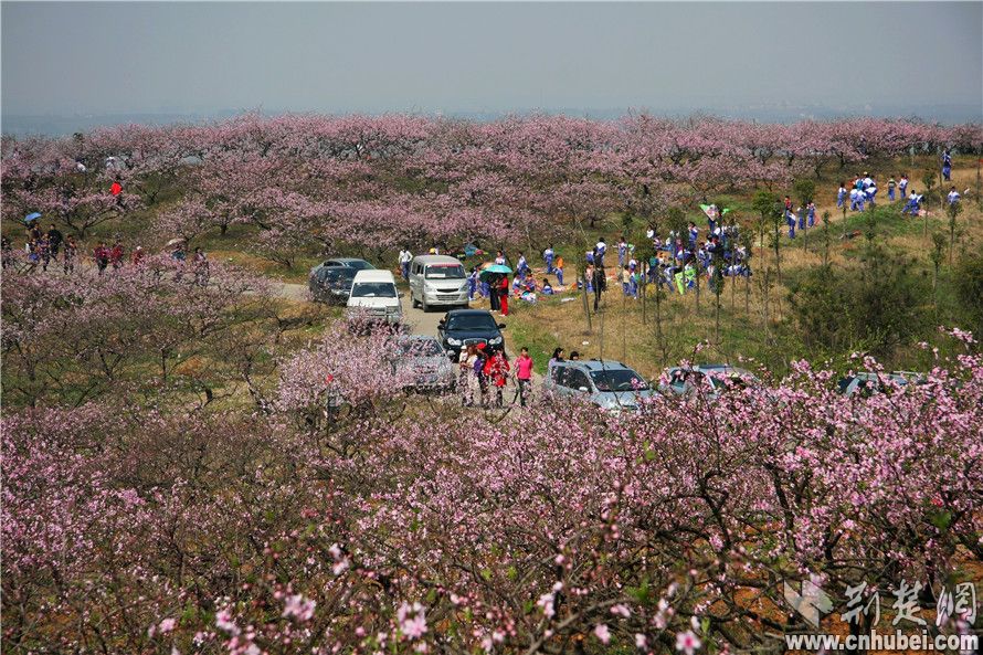 三峡枝江桃花艺术节3月13日开幕 - 焦点图 - 荆