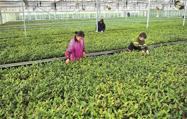育基地清除新茶苗中的杂草。首批安吉白茶苗