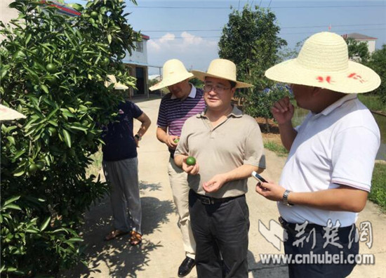 宜昌市农业局领导检查猇亭灾后恢复生产和柑橘